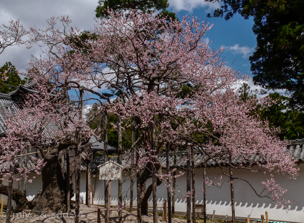 松島、瑞巌寺の臥龍梅（紅）