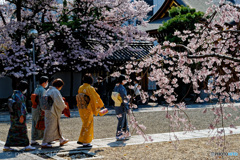 播磨国 総社の桜