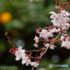 桜も咲いた。