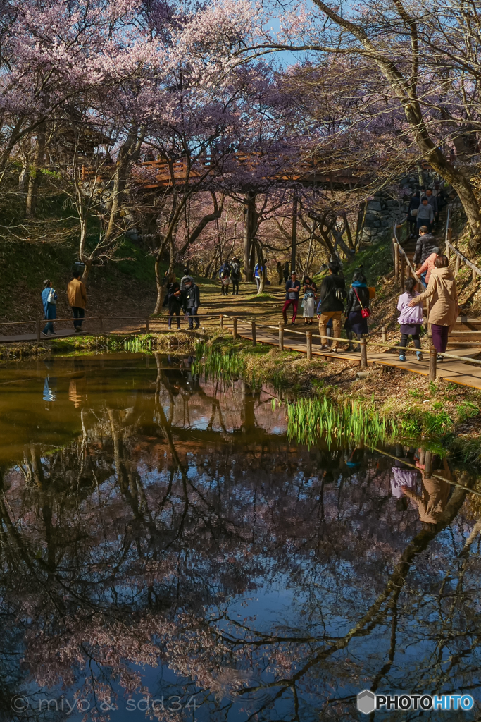 高遠城址公園 桜雲橋