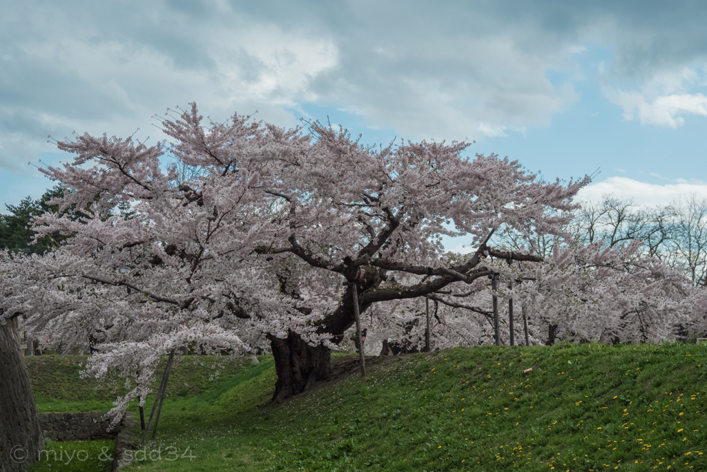 五稜郭の桜