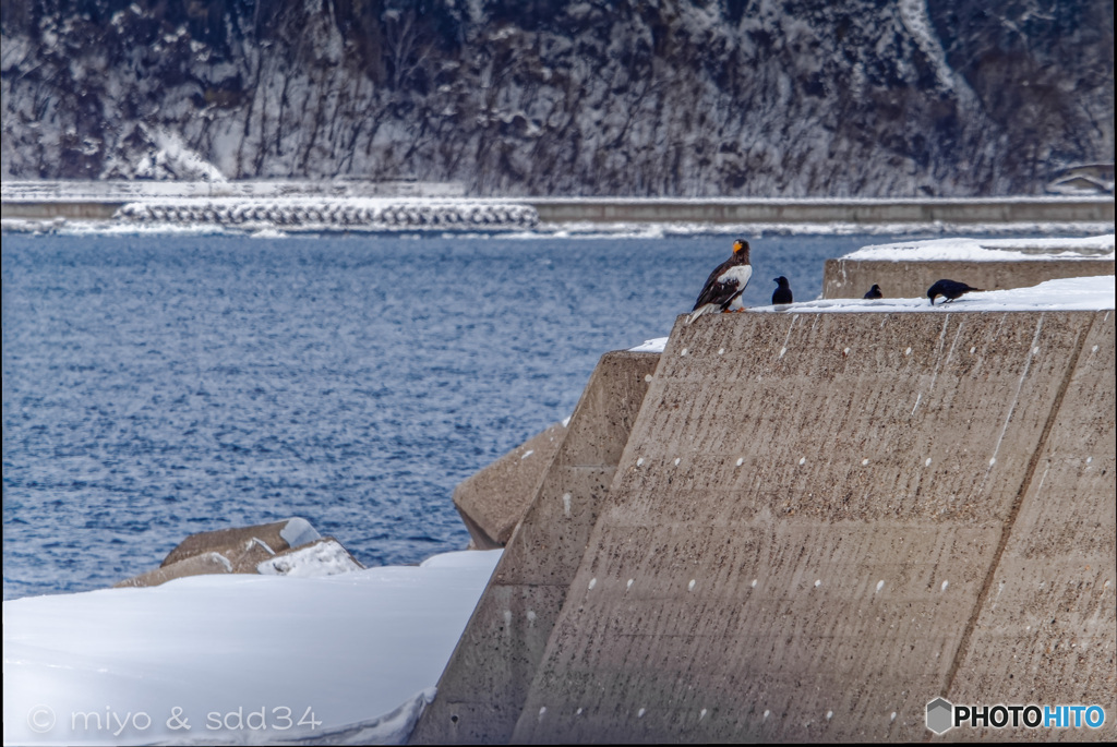 「流氷観光砕氷船おーろら」よりオオワシ