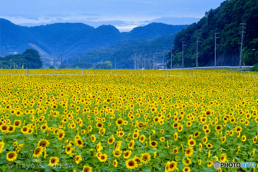 ひまわり