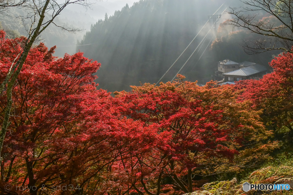 吉野山 七曲坂の紅葉