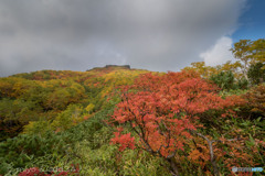 大雪山系  黒岳の紅葉