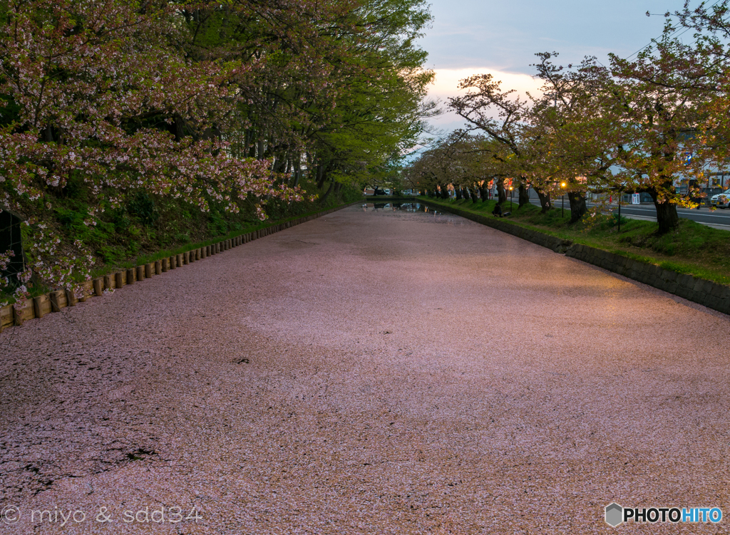 弘前城 お堀の花筏 (4月30日）