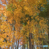 黄紅葉に青竹（高雄 西明寺にて）
