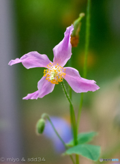 Himalayan poppy. （六甲山高山植物園）