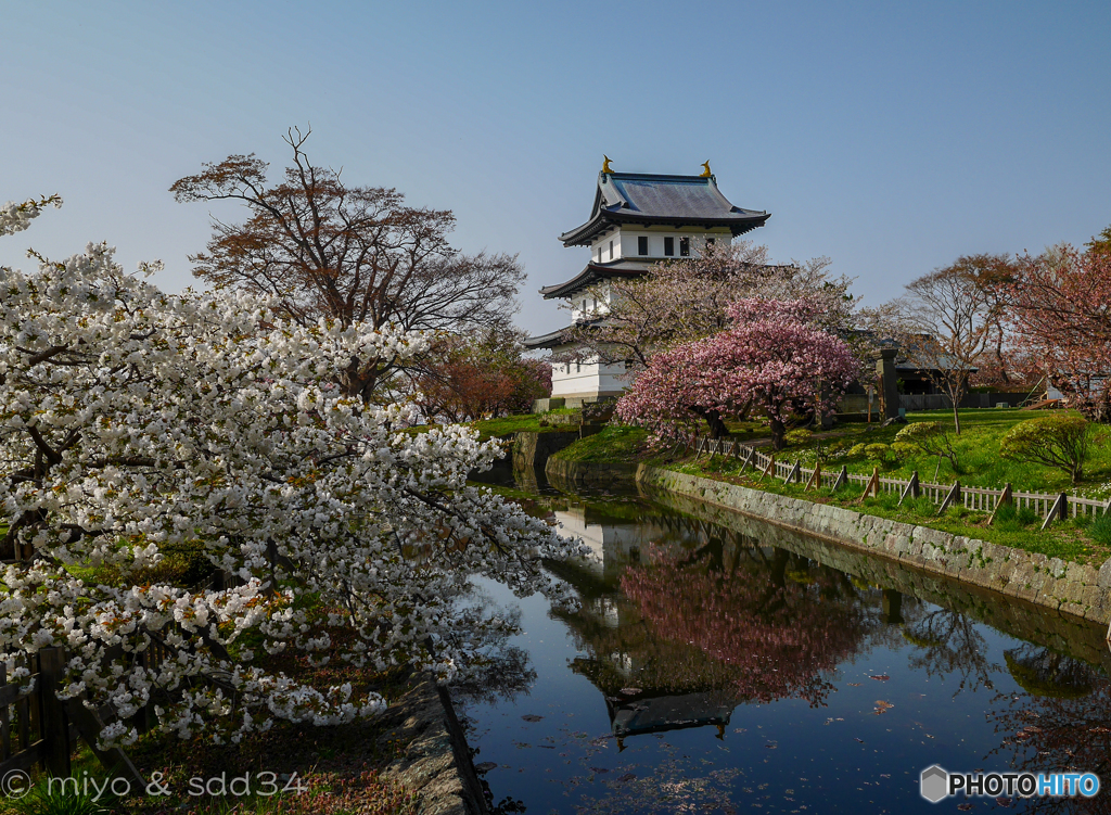 松前公園 (Fixed point photography)