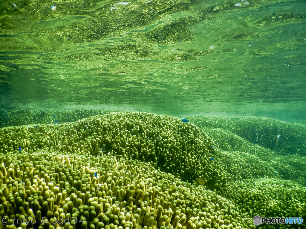 Gold finger corals