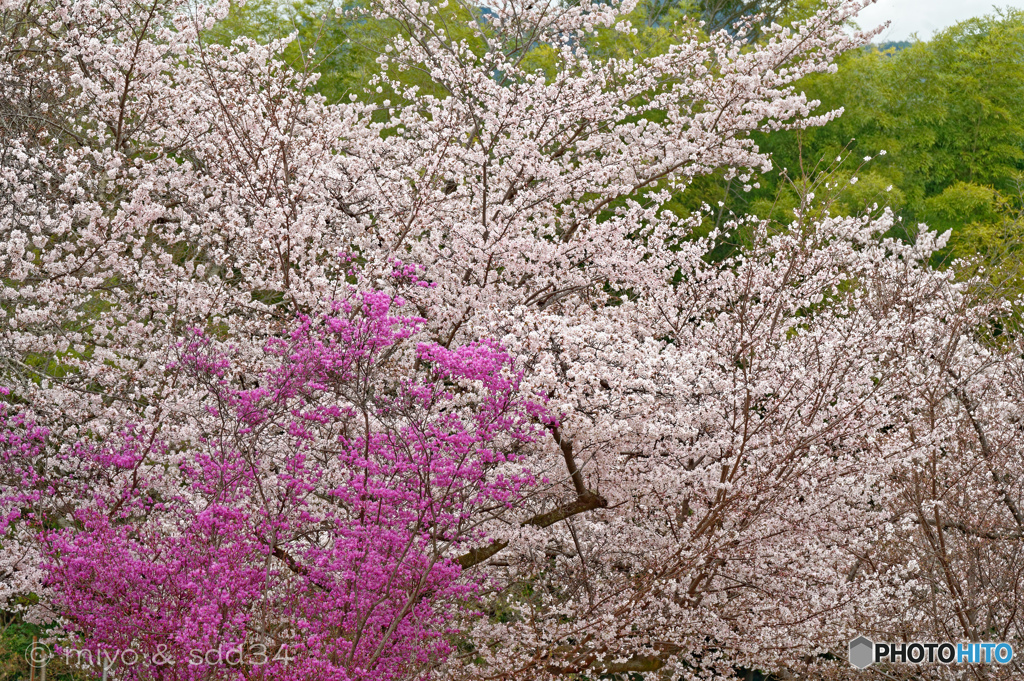 嵐山、桜満開です！