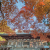 神護寺の紅葉