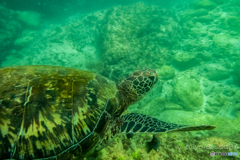 A green turtle. アオウミガメ。台湾 小琉球にて