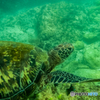 A green turtle. アオウミガメ。台湾 小琉球にて