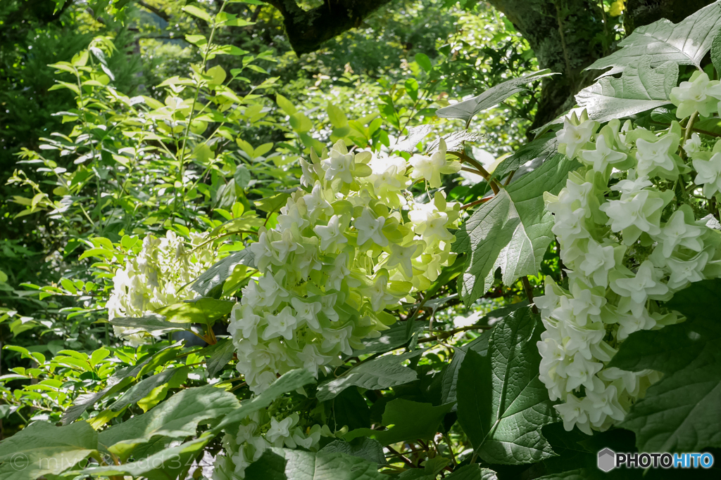 直指庵でみた紫陽花