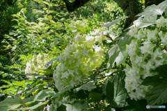 直指庵でみた紫陽花