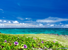 Sea side morning glory. 来間島のムスヌン浜にて