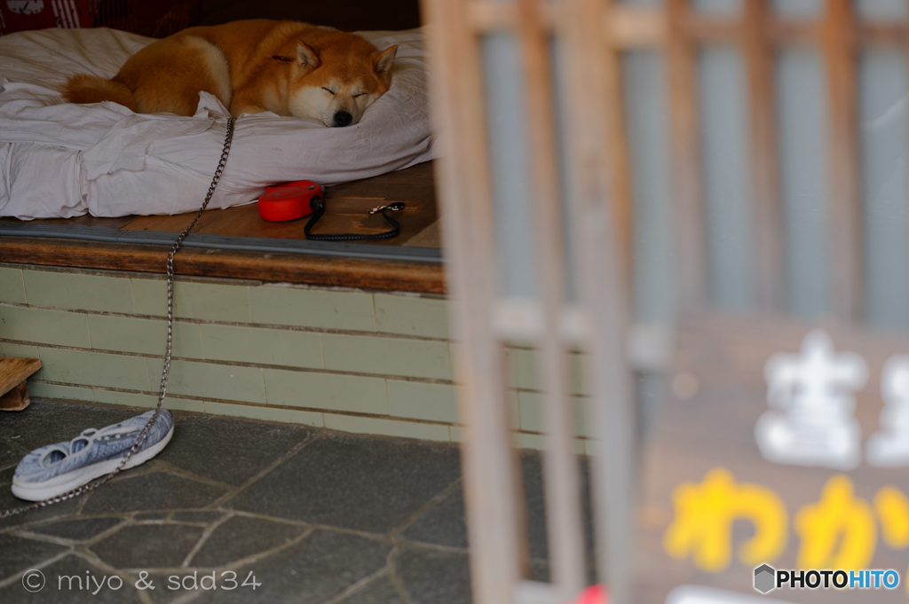 吉野のワンコはよく眠る