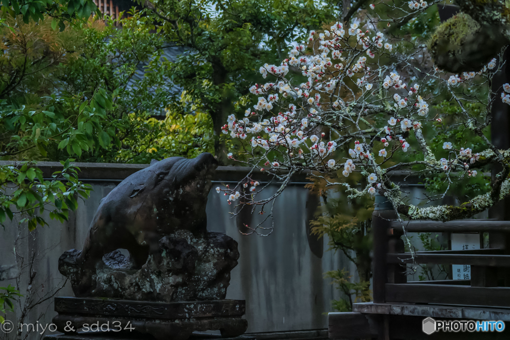 南禅寺 聴松院 (イノシシ 、白梅)