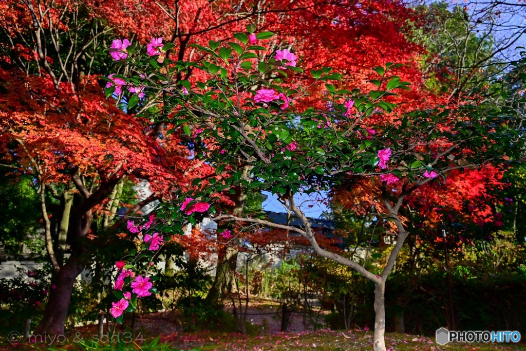 名残りの紅葉と山茶花（吉城園）