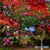 名残りの紅葉と山茶花（吉城園）