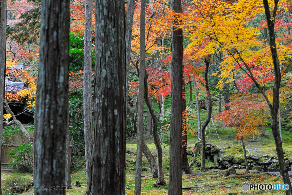 西芳寺(苔寺) の紅葉