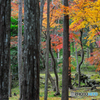 西芳寺(苔寺) の紅葉