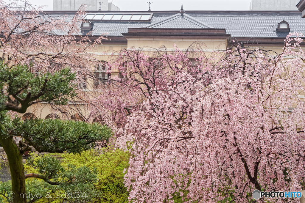 桜雨のおもいで