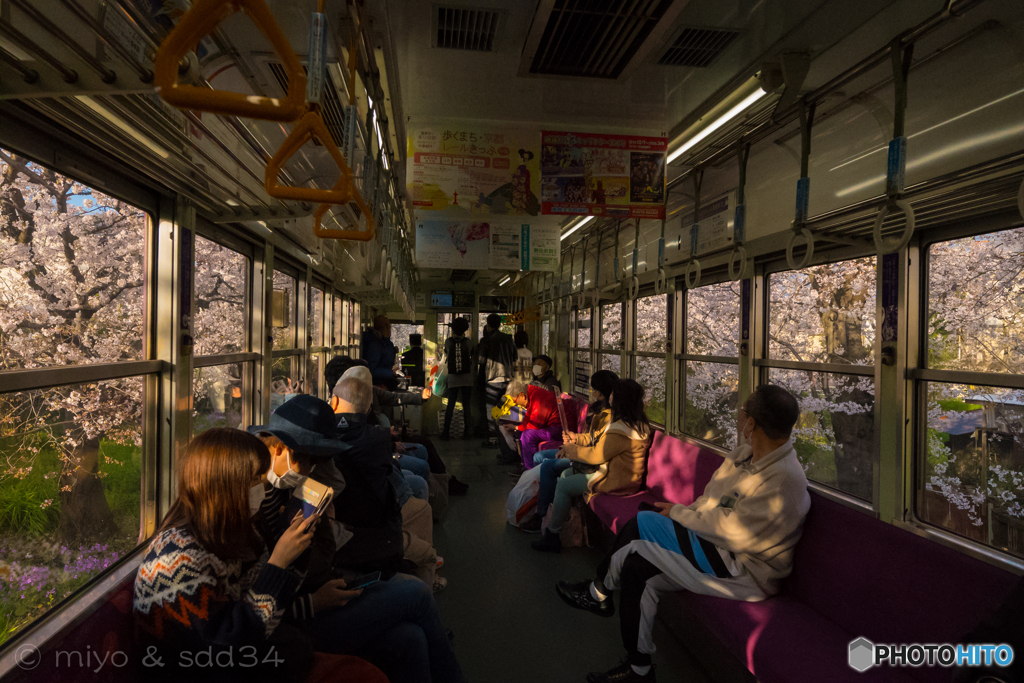 窓の外は桜のトンネル（京福電車 鳴滝駅ー宇多野駅間）