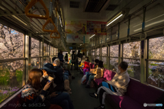 窓の外は桜のトンネル（京福電車 鳴滝駅ー宇多野駅間）