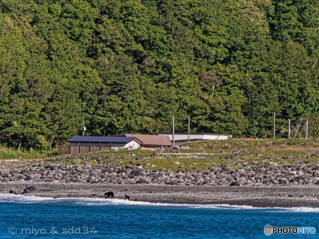 知床の日常風景