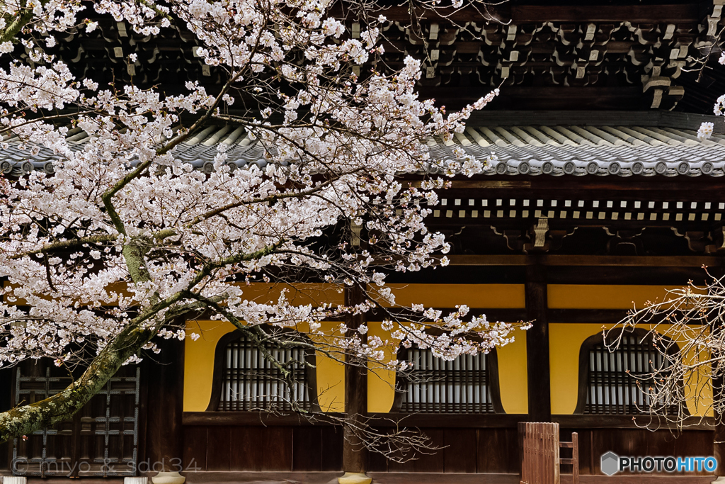 南禅寺の桜