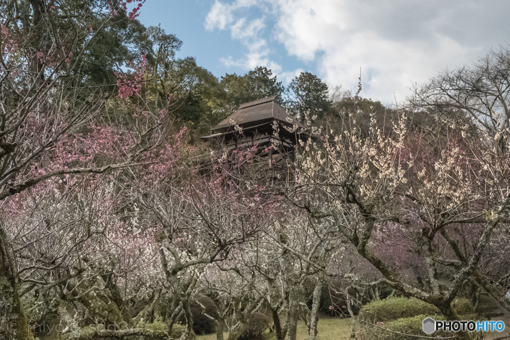 石山寺 薫苑の梅花