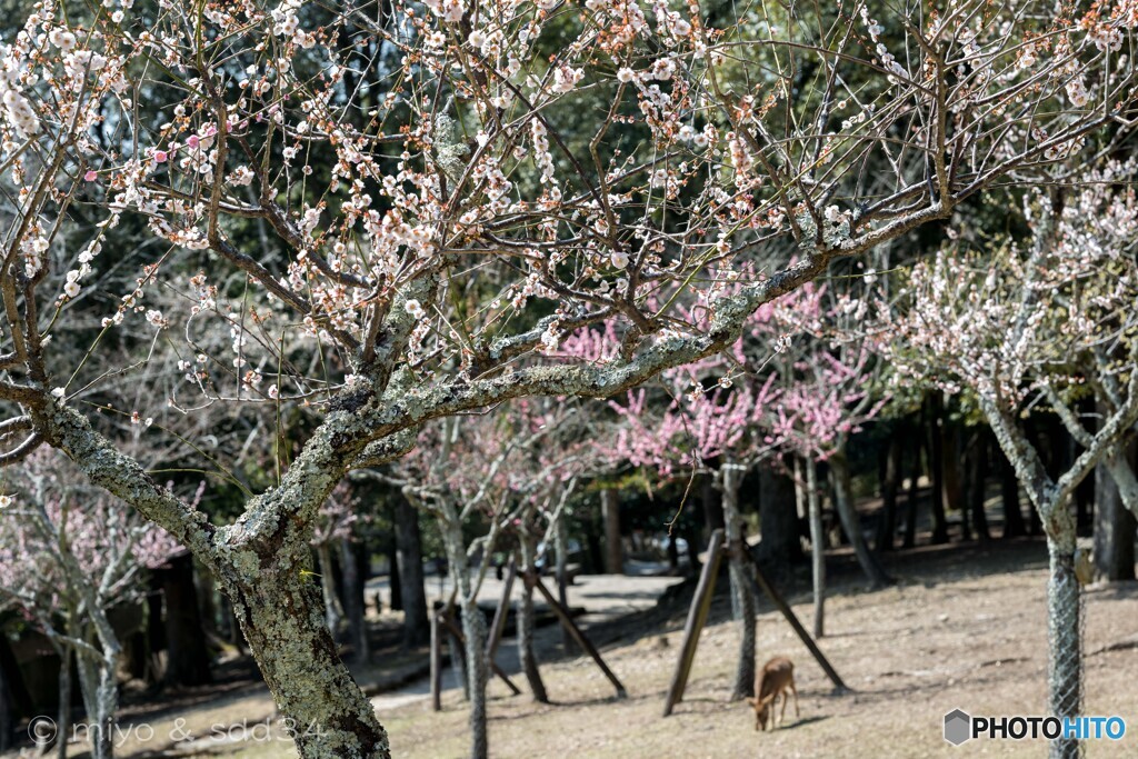 紅梅 白梅 奈良の鹿