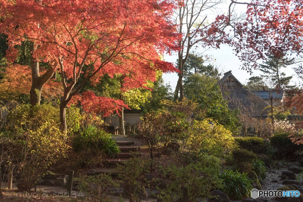 吉城園 茶花の庭