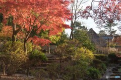 吉城園 茶花の庭