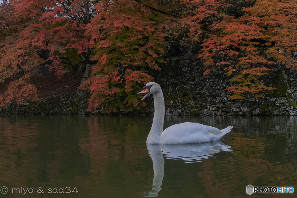 滋賀の紅葉は、#ちと違う。※( いいハッパ おくれ！)