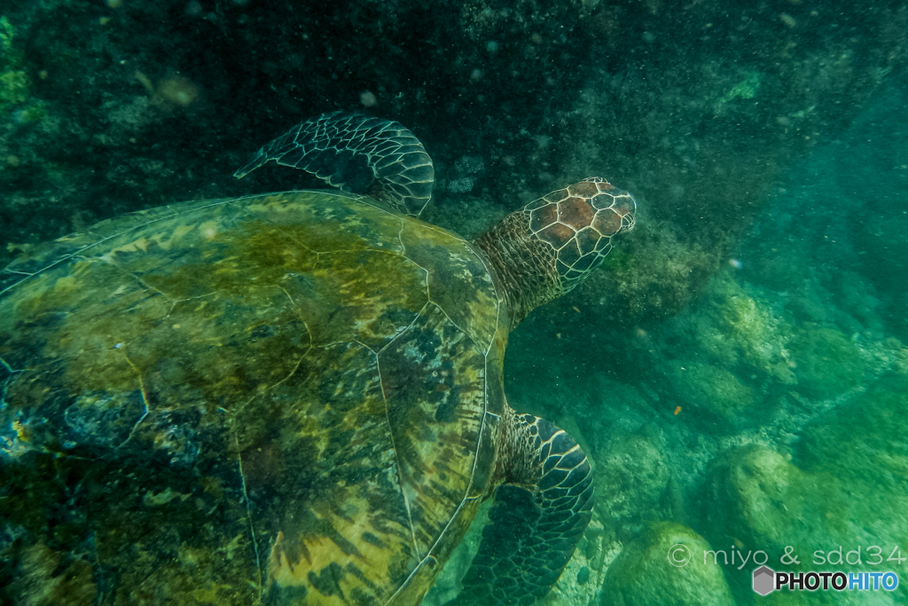 A green turtle. アオウミガメ。台湾 小琉球にて