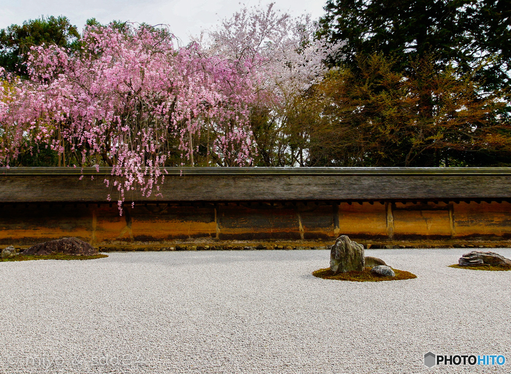 龍安寺石庭の桜