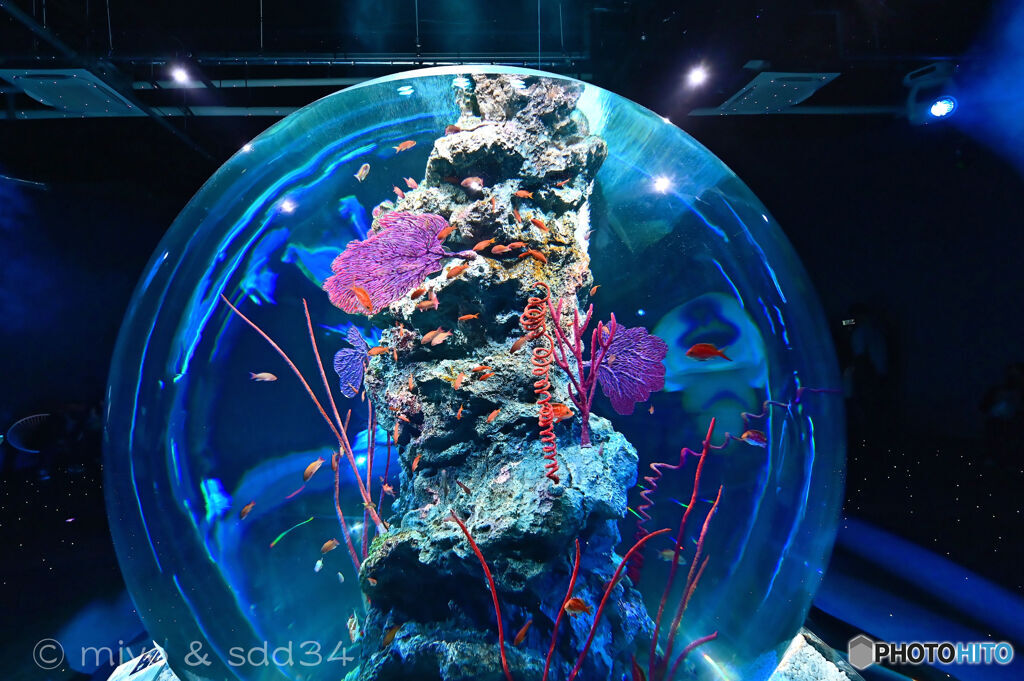 Aqua Terra. (close up)