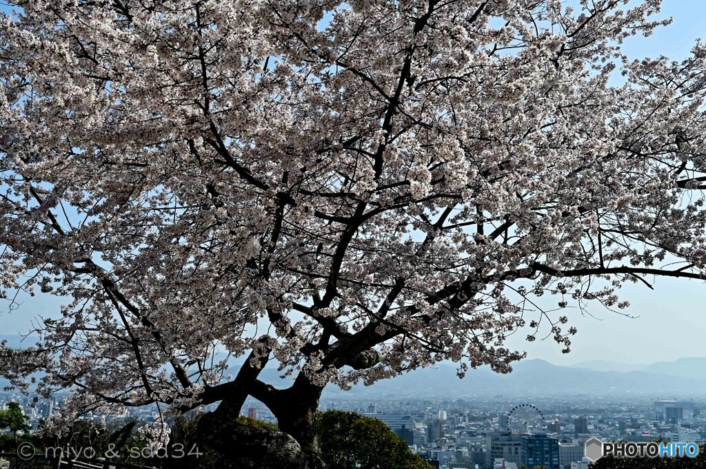 松山城で見た桜
