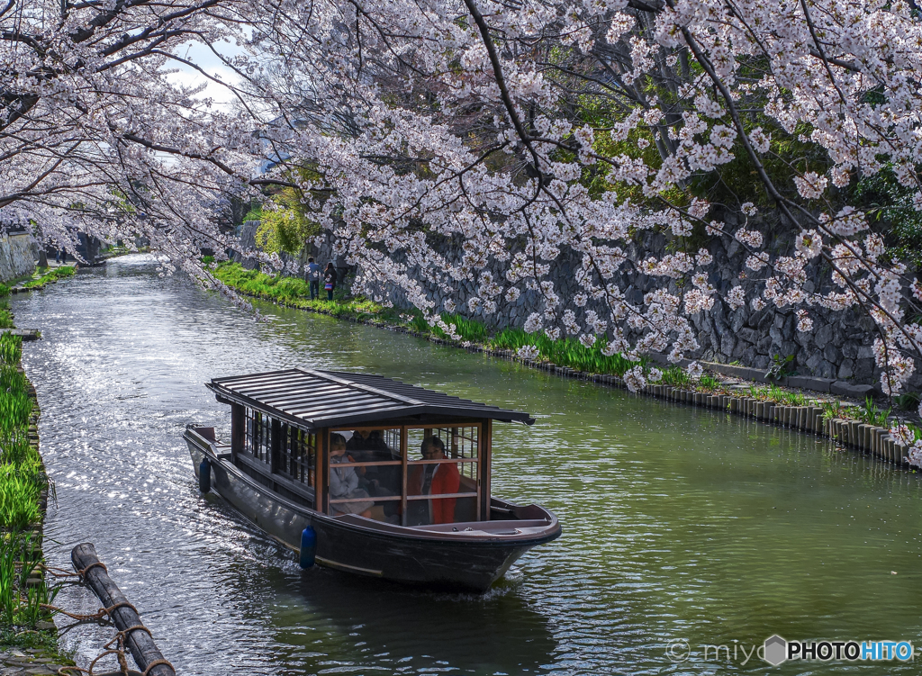 八幡堀の桜