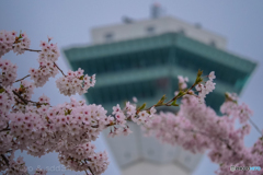 函館の桜、今年も綺麗だったでしょうか？