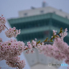 函館の桜、今年も綺麗だったでしょうか？