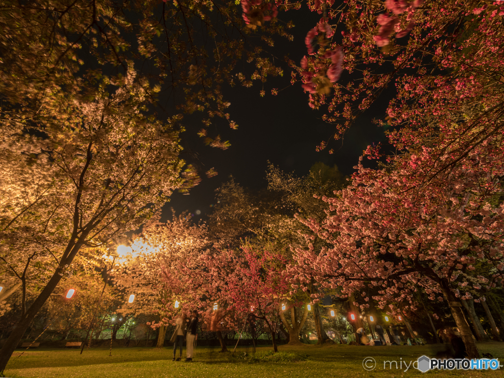 弘前公園の夜桜