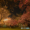 弘前公園の夜桜