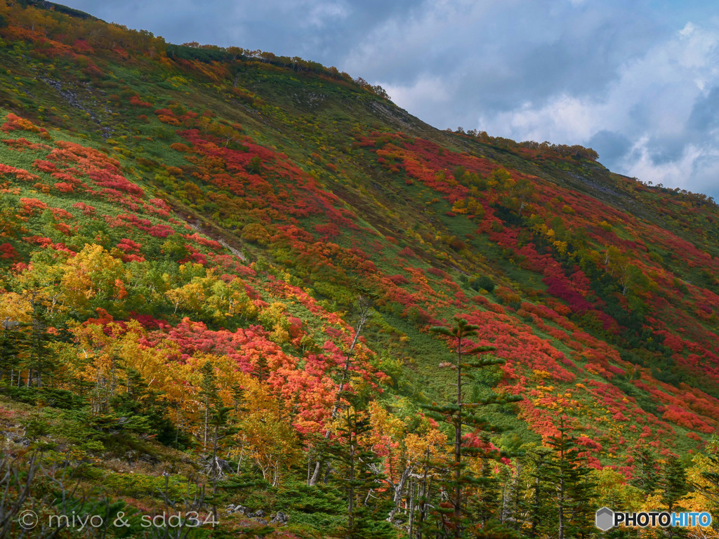 大雪山系　赤岳の紅葉