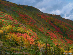 大雪山系　赤岳の紅葉
