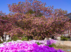 血脈桜 (松前早咲き)