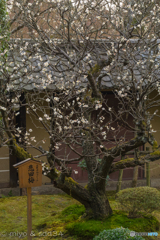 永観堂の悲田梅